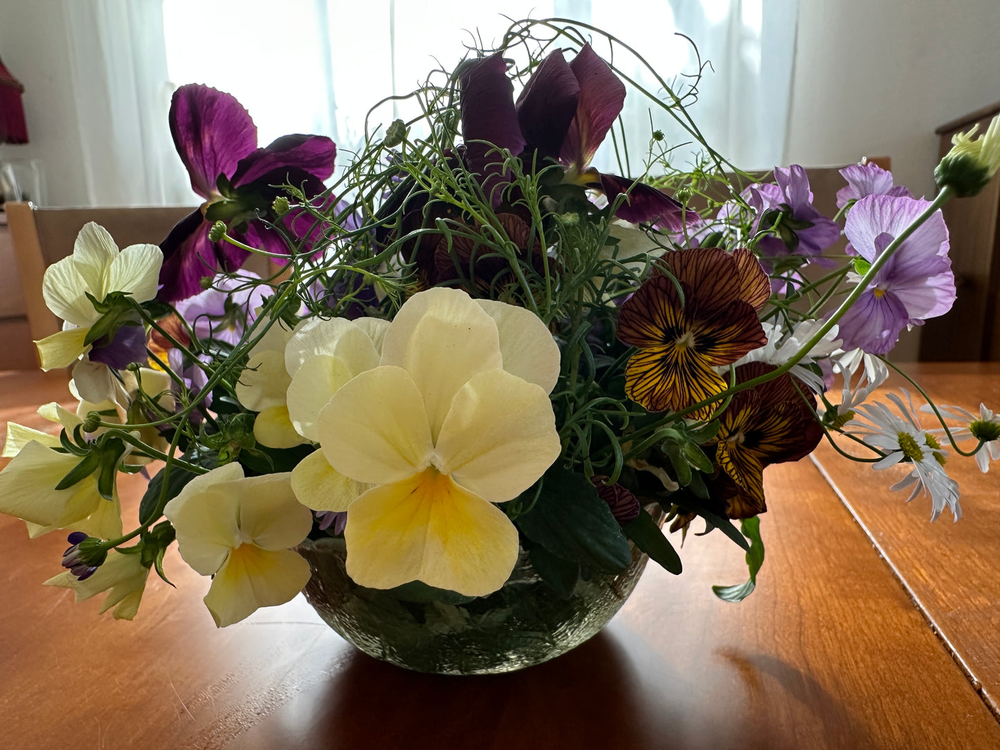 Viola F1 'Sorbet Lemon Chiffon' - fjóla