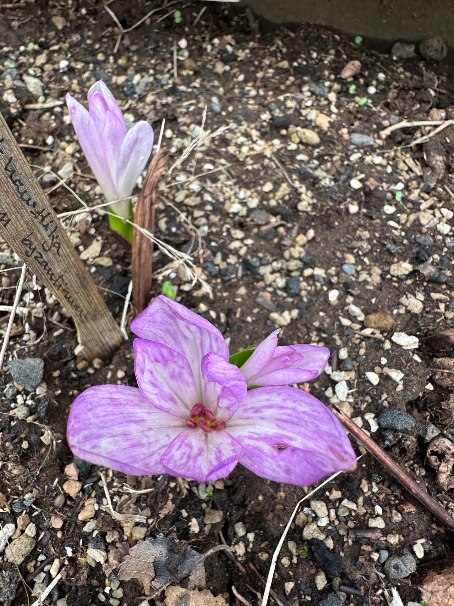 Colchicum byzantinum - serkjahaustlilja