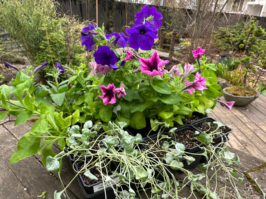 Dichondra argentea 'Silver Surfer' - silfurregn