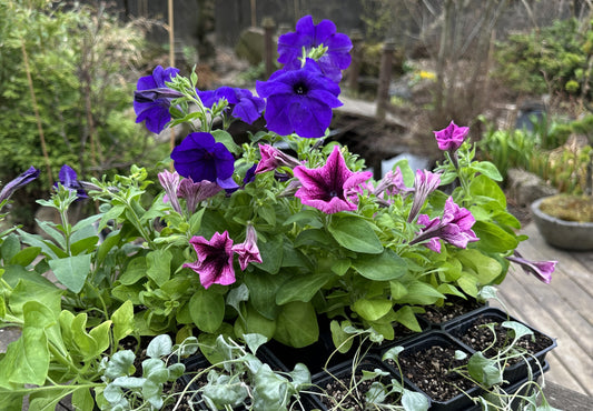 Petunia 'Mambo Orchid Vein' - tóbakshorn