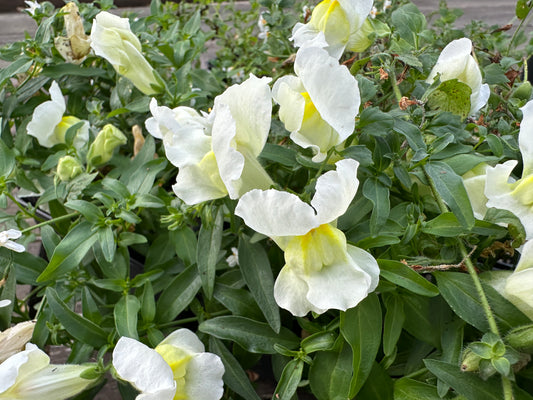 Antirrhinum 'Snapshot F1 White' - ljónsmunnur