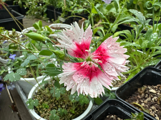 Dianthus 'F1 Red Peppermint Parfait' - kínadrottning