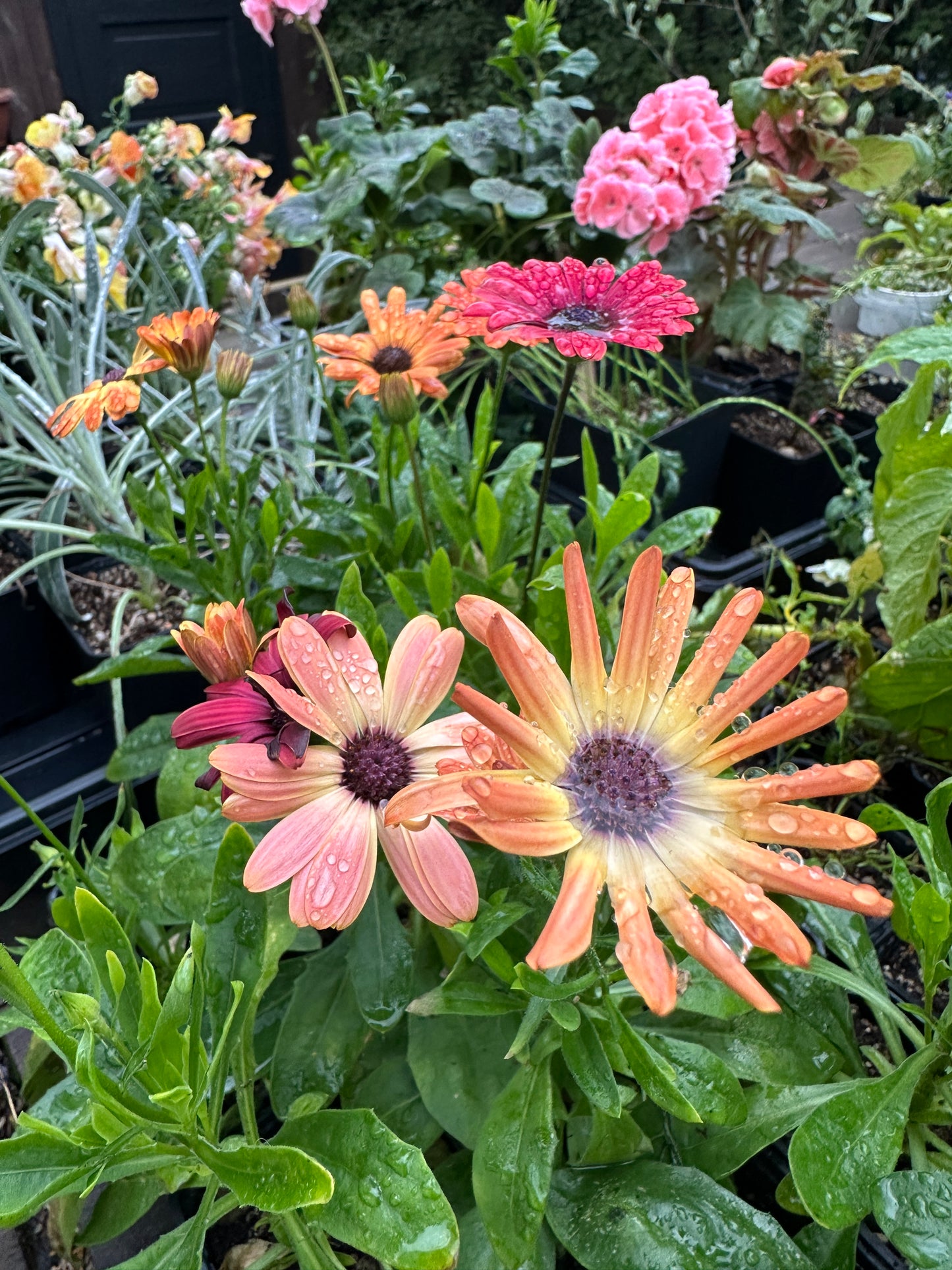 Osteospermum 'Akila® Sunset Shades' - sólboði