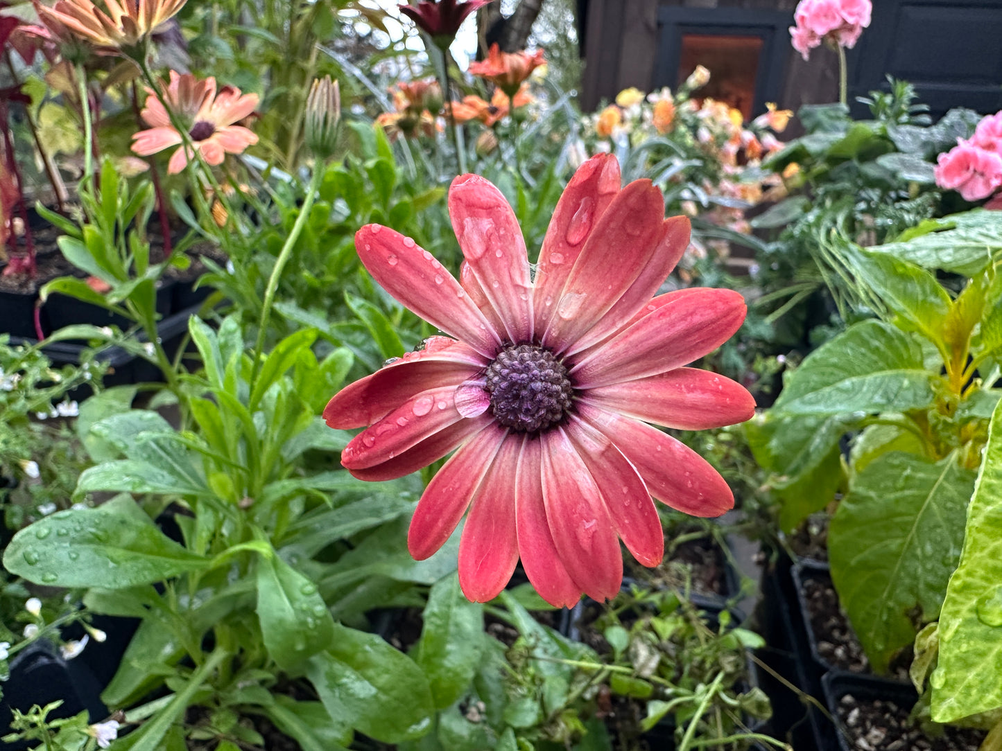 Osteospermum 'Akila® Sunset Shades' - sólboði