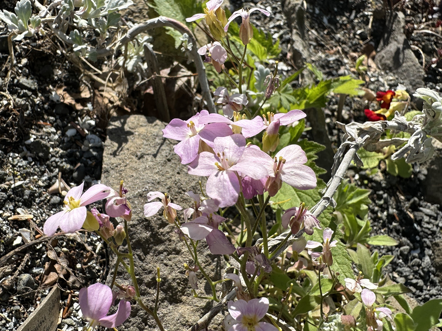 Arabis caucasica 'La Fraîcheur' - roðaskriðnablóm