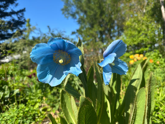 Meconopsis grandis - fagurblásól