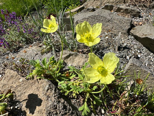 Papaver miyabeanum 'Pacino' - kúrilsól