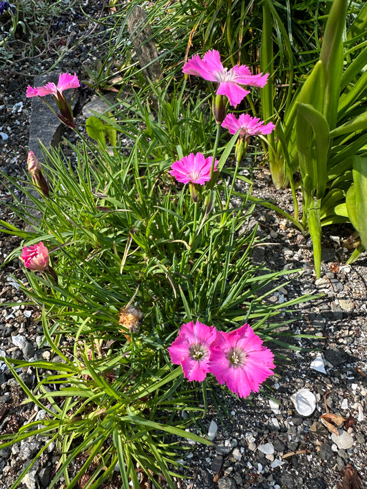Dianthus pavonius - grasdrottning