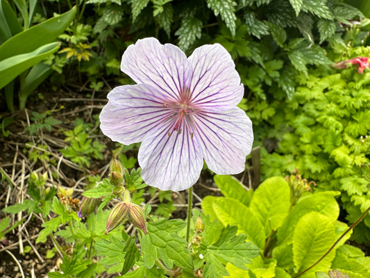 Geranium himalayense 'Derrick Cook' - fagurblágresi