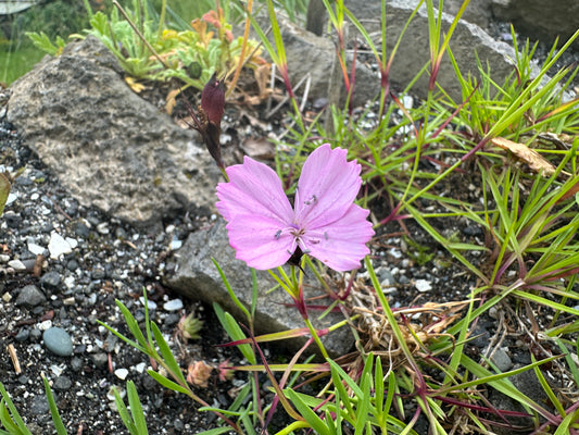 Dianthus carthusianorum 'Rupert's Pink' - keisaradrottning