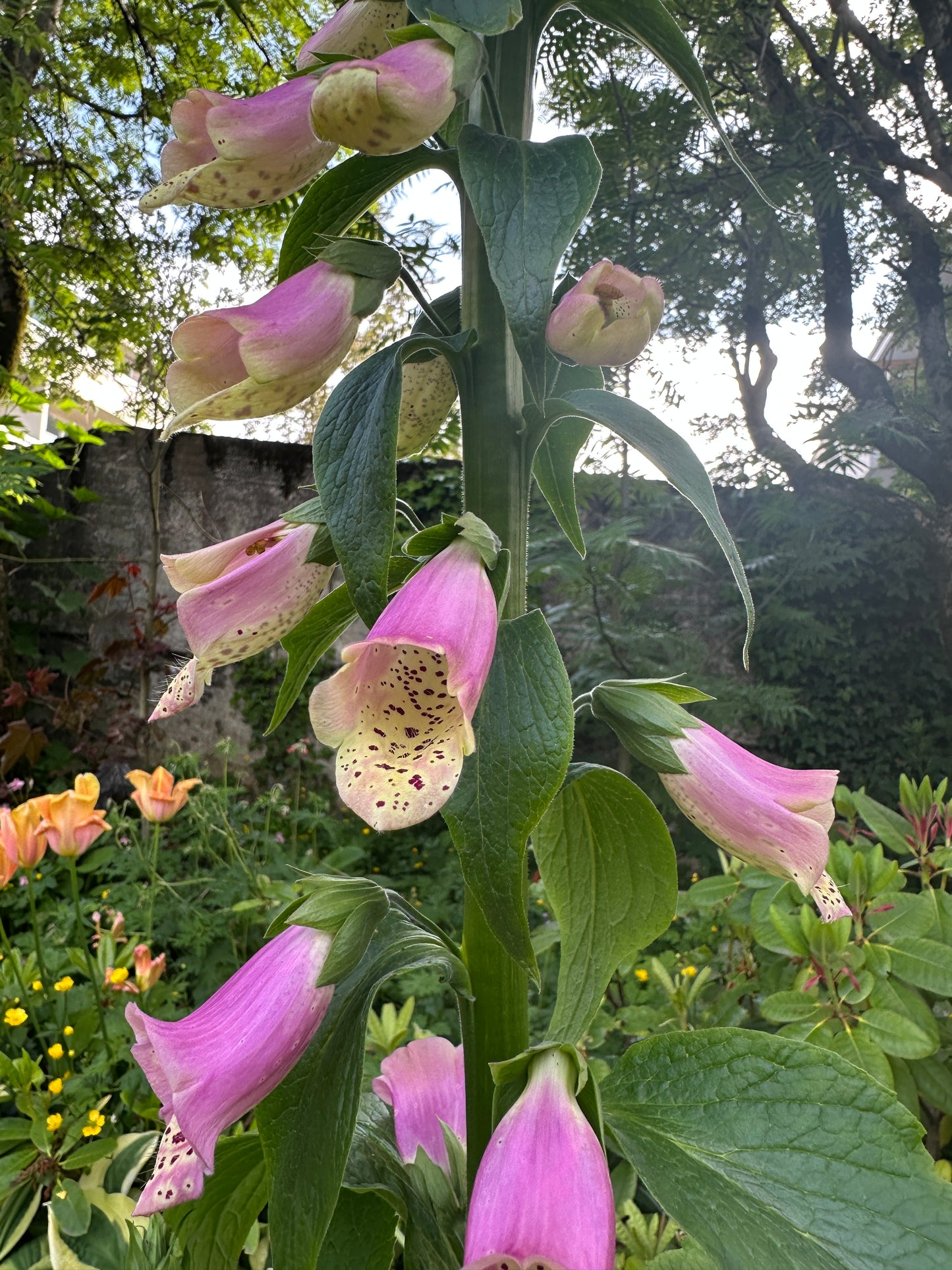 Digitalis purpurea, blanda - fingurbjargarblóm