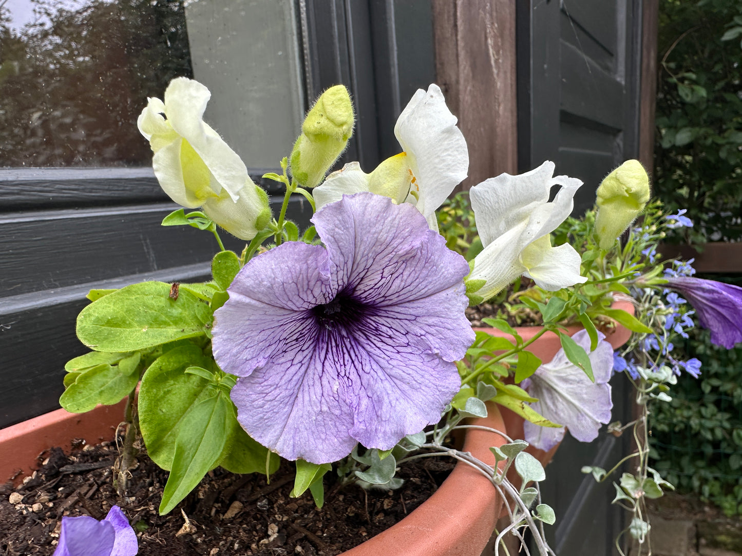 Petunia 'Mambo Blue Veined' - tóbakshorn