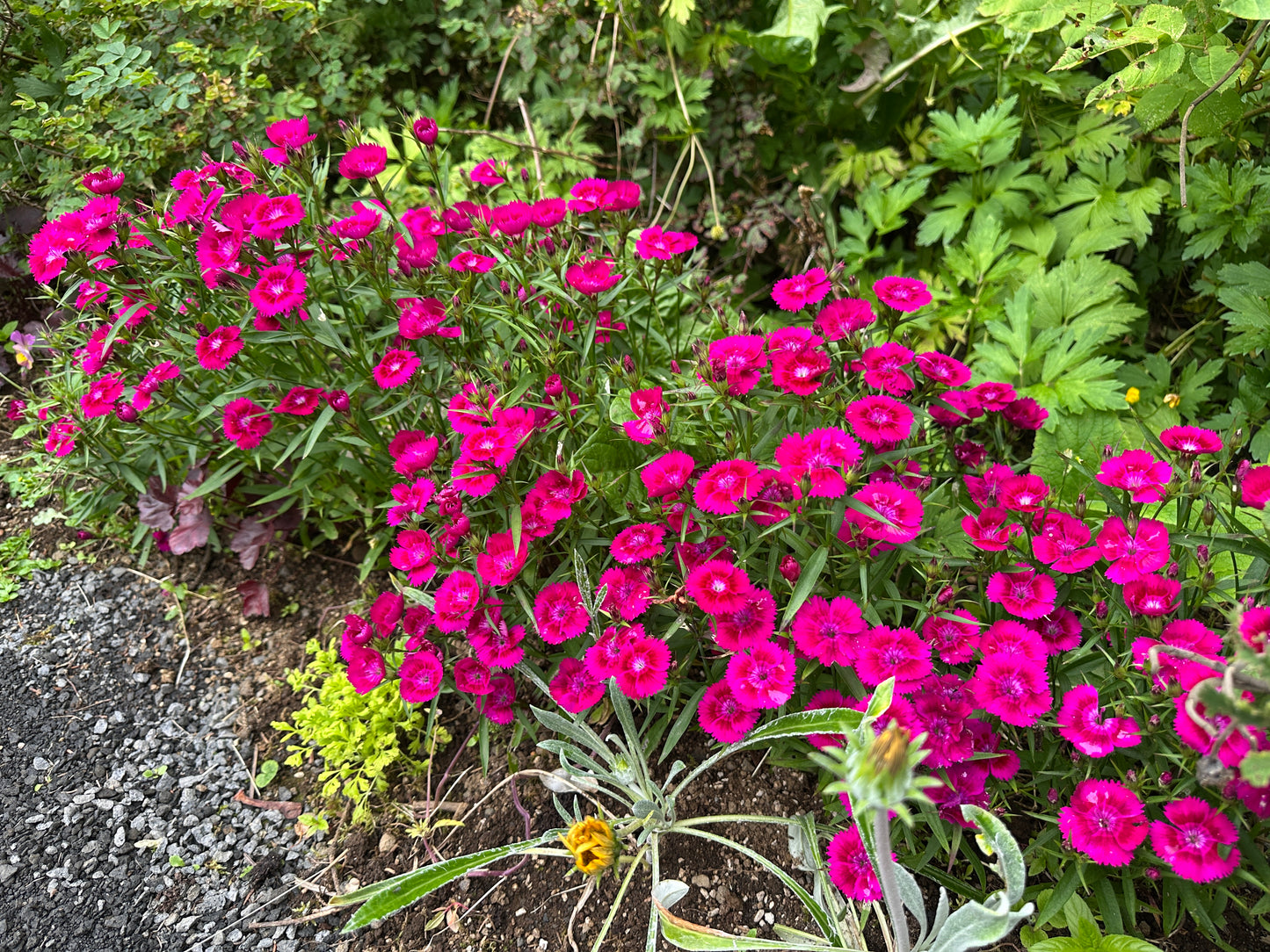 Dianthus 'F1 Ideal Select Violet' - kínadrotning