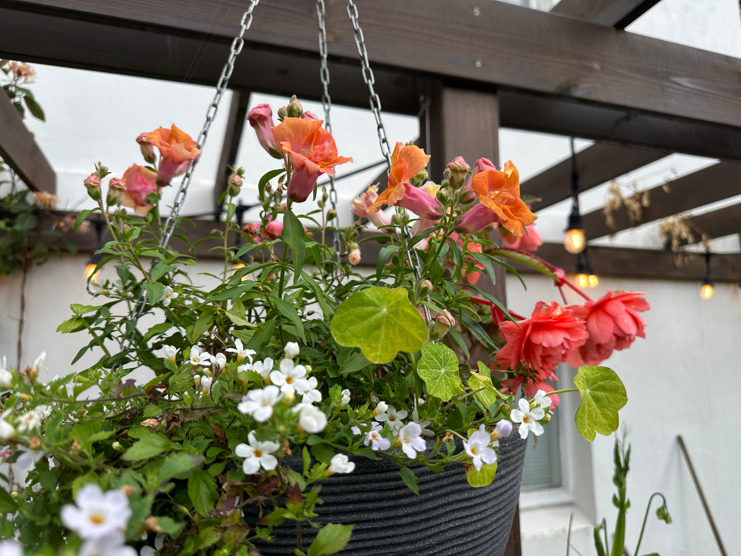 Begonia 'F1 Illumination Salmon Pink' - hengibegonía