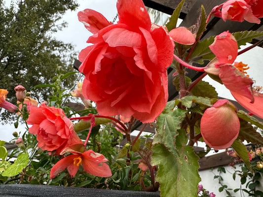 Begonia 'F1 Illumination Salmon Pink' - hengibegonía