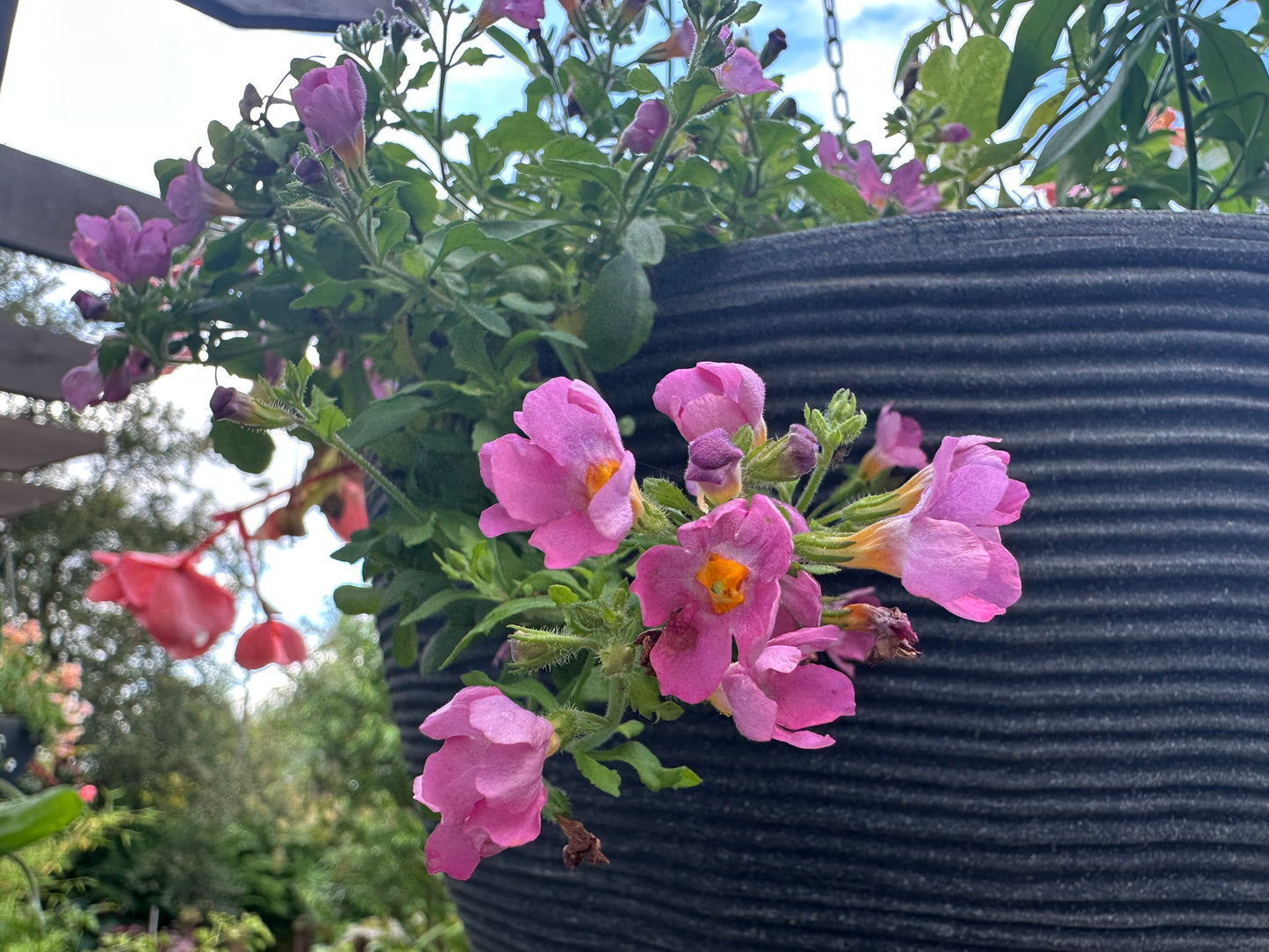 Sutera 'Pinktopia' - snædrífa