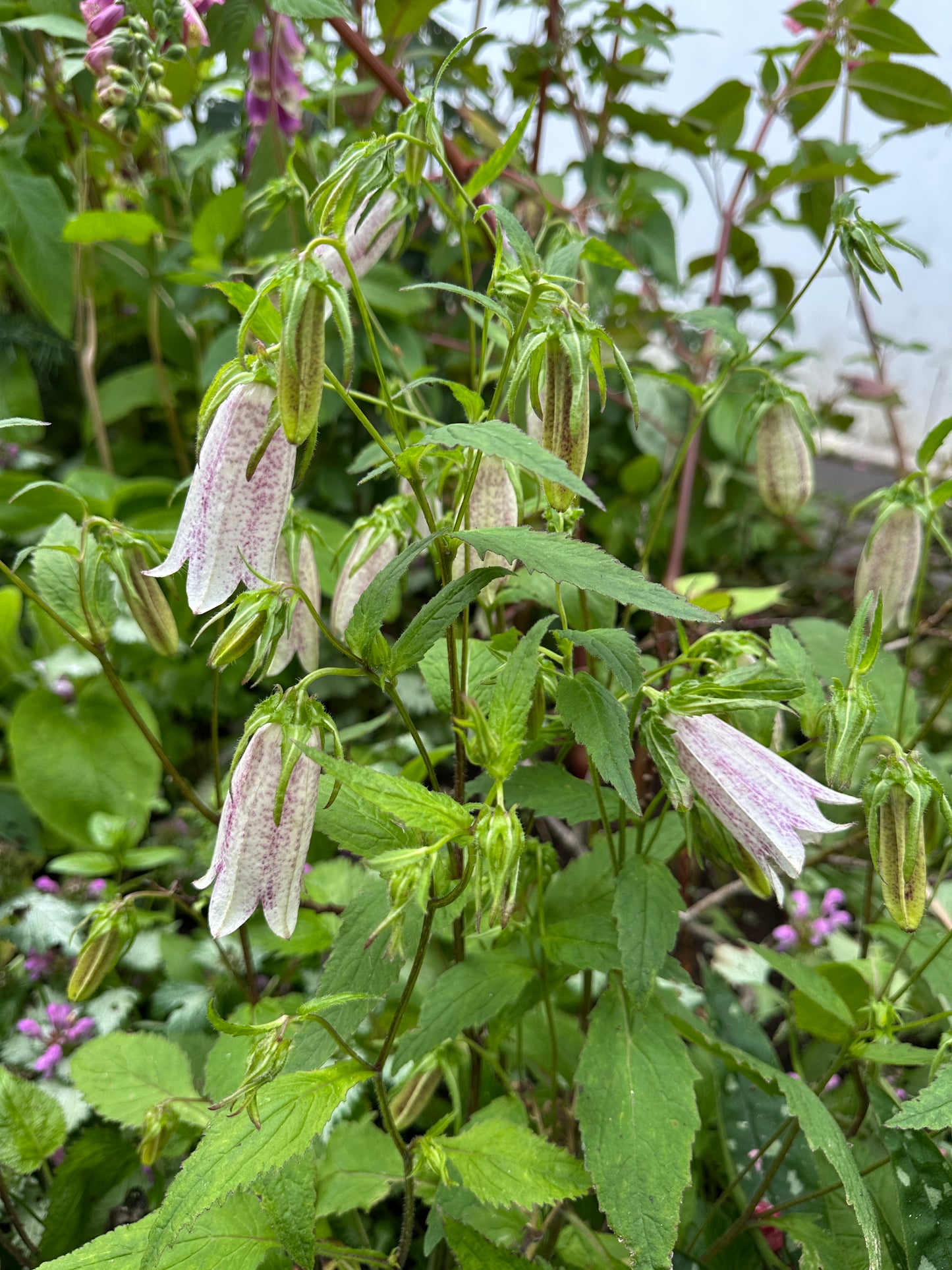 Campanula takesimana - kóreuklukka