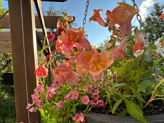 Antirrhinum 'Twinny F1 Double Bronze' - ljónsmunnur