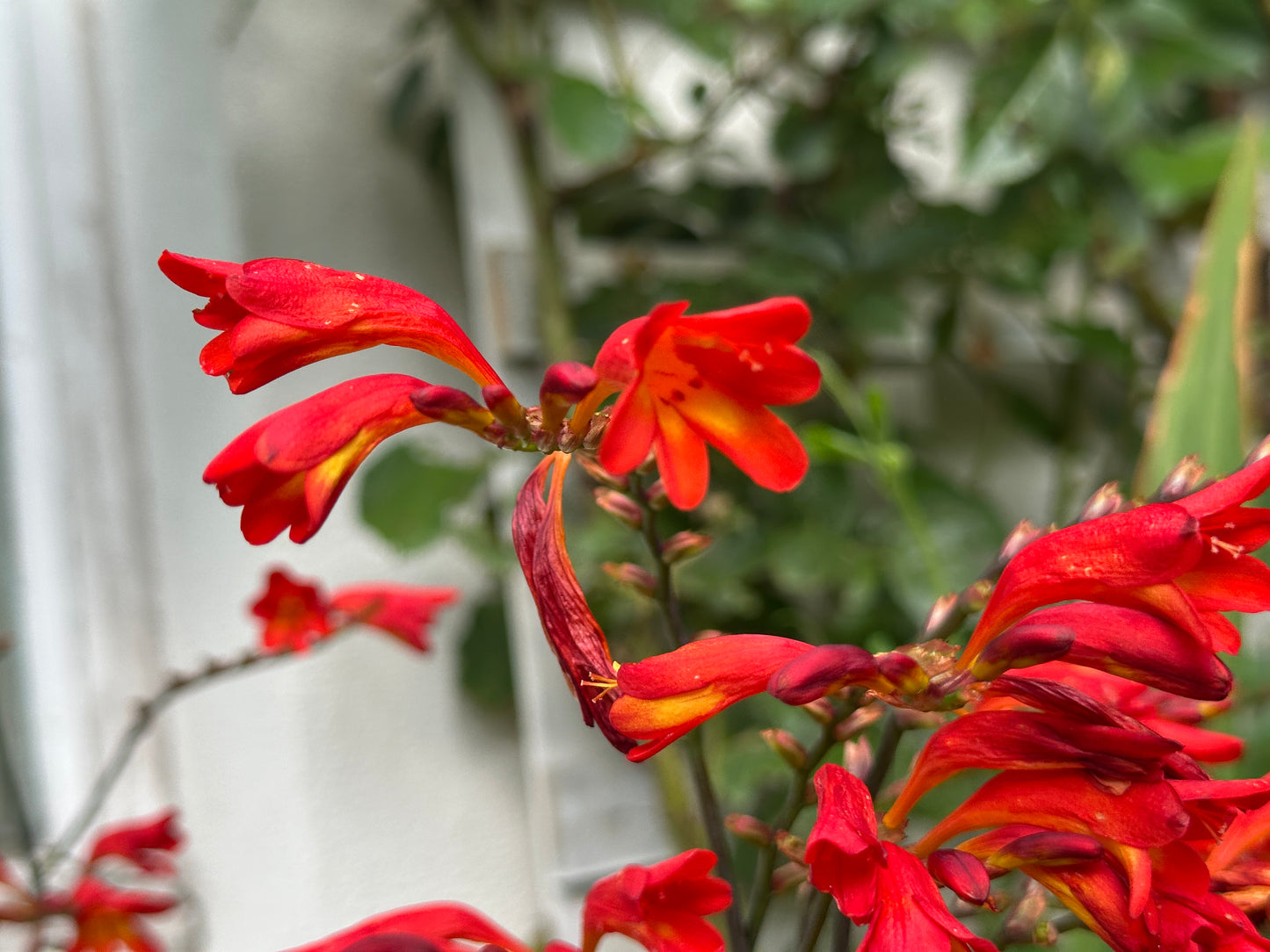 Crocosmia 'Emberglow' - glóðarlilja