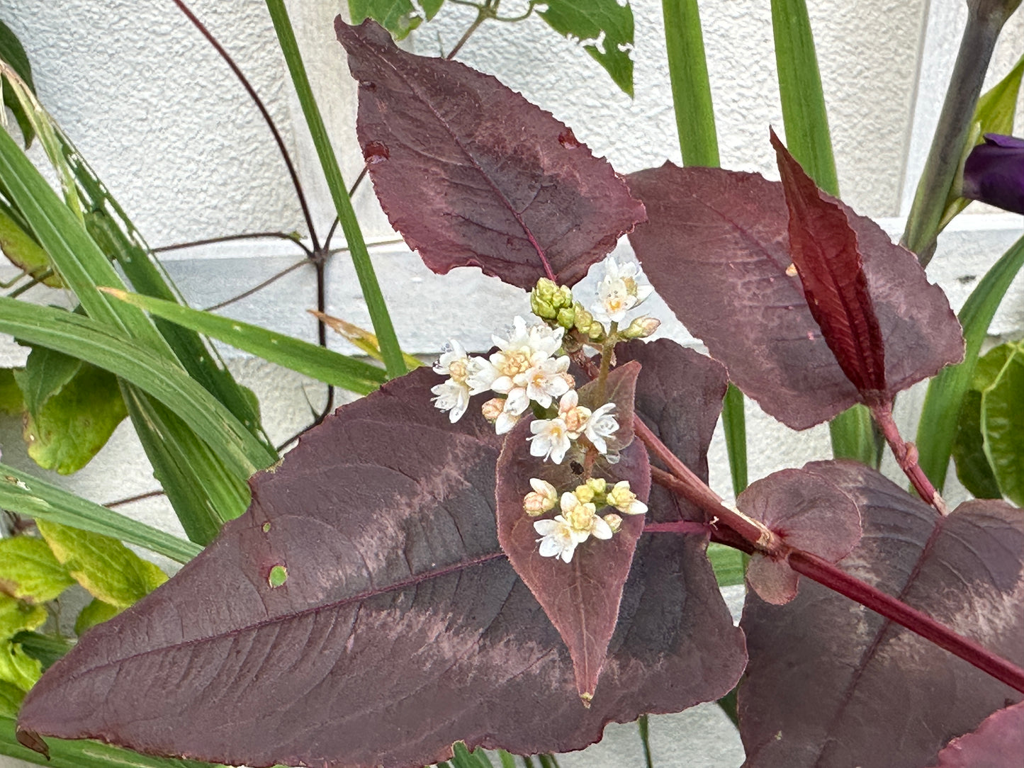 Persicaria microcephala 'Red Dragon' - garðasúra