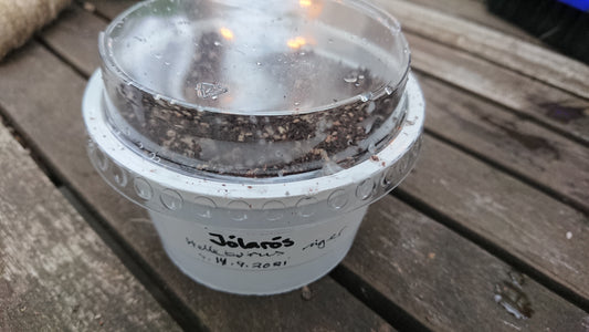 Sáningarbox með loki