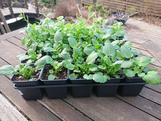 Hólfabakki með undirbakka, 7x7x8 cm