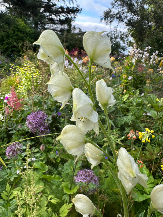 Aconitum napellus 'Album' - venusvagn