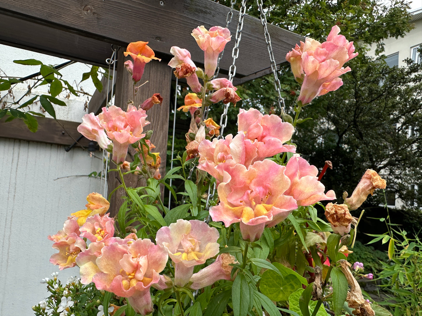Antirrhinum 'Twinny F1 Double Peach' - ljónsmunnur