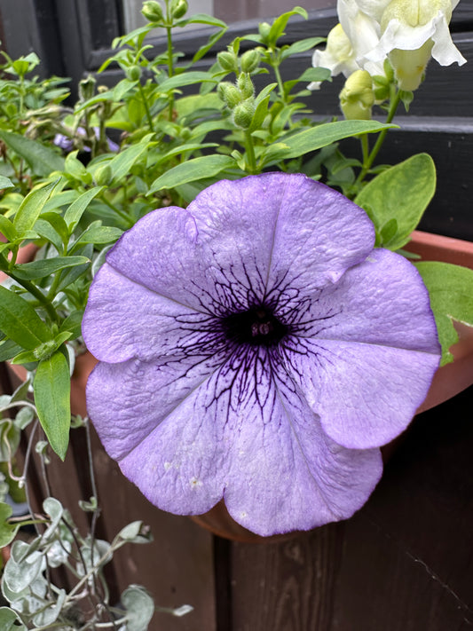 Petunia 'Mambo Blue Veined' - tóbakshorn