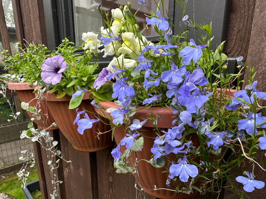 Lobelia 'Regatta Sky Blue' - brúðarauga