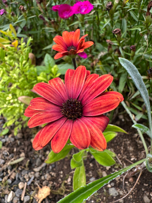 Osteospermum 'Akila® Sunset Shades' - sólboði