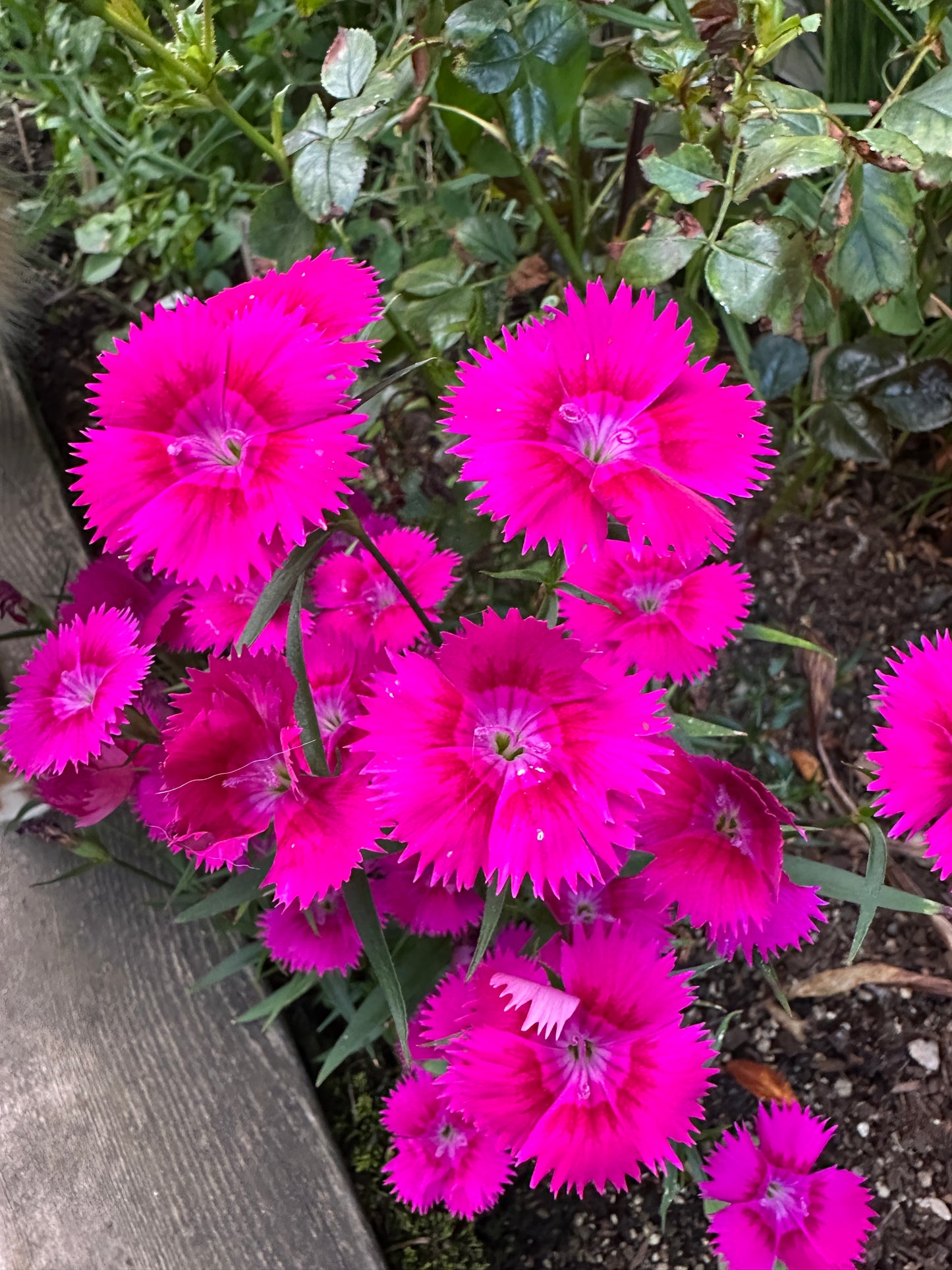 Dianthus 'F1 Ideal Select Violet' - kínadrotning