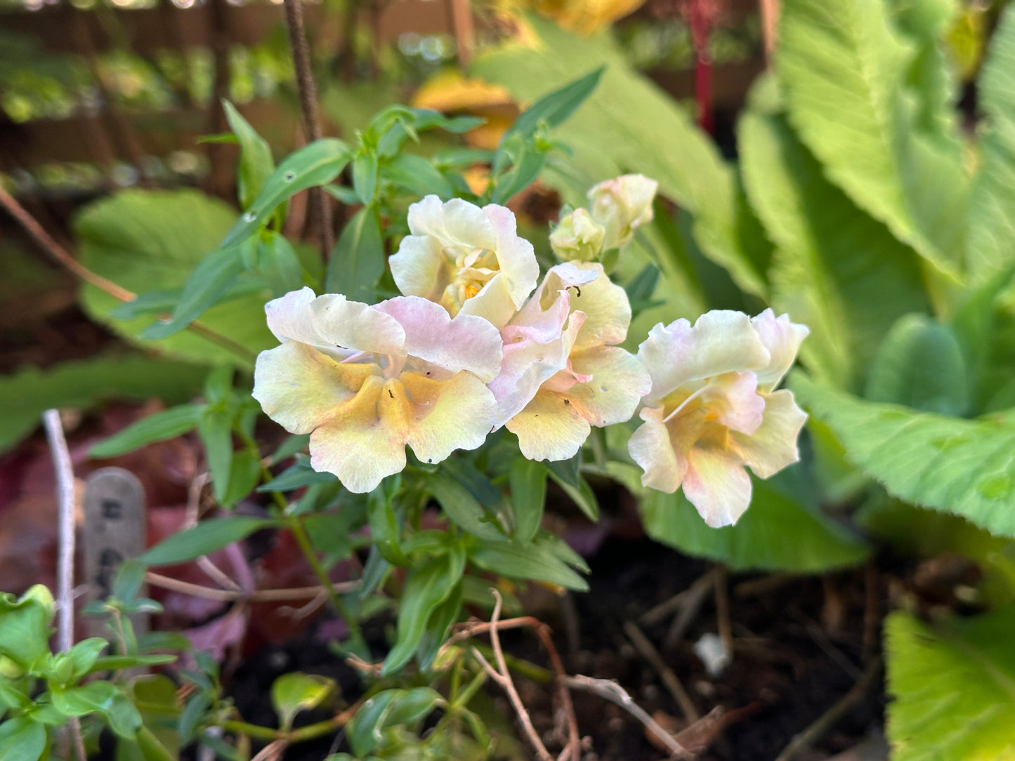 Antirrhinum 'Twinny F1 Double Peach' - ljónsmunnur