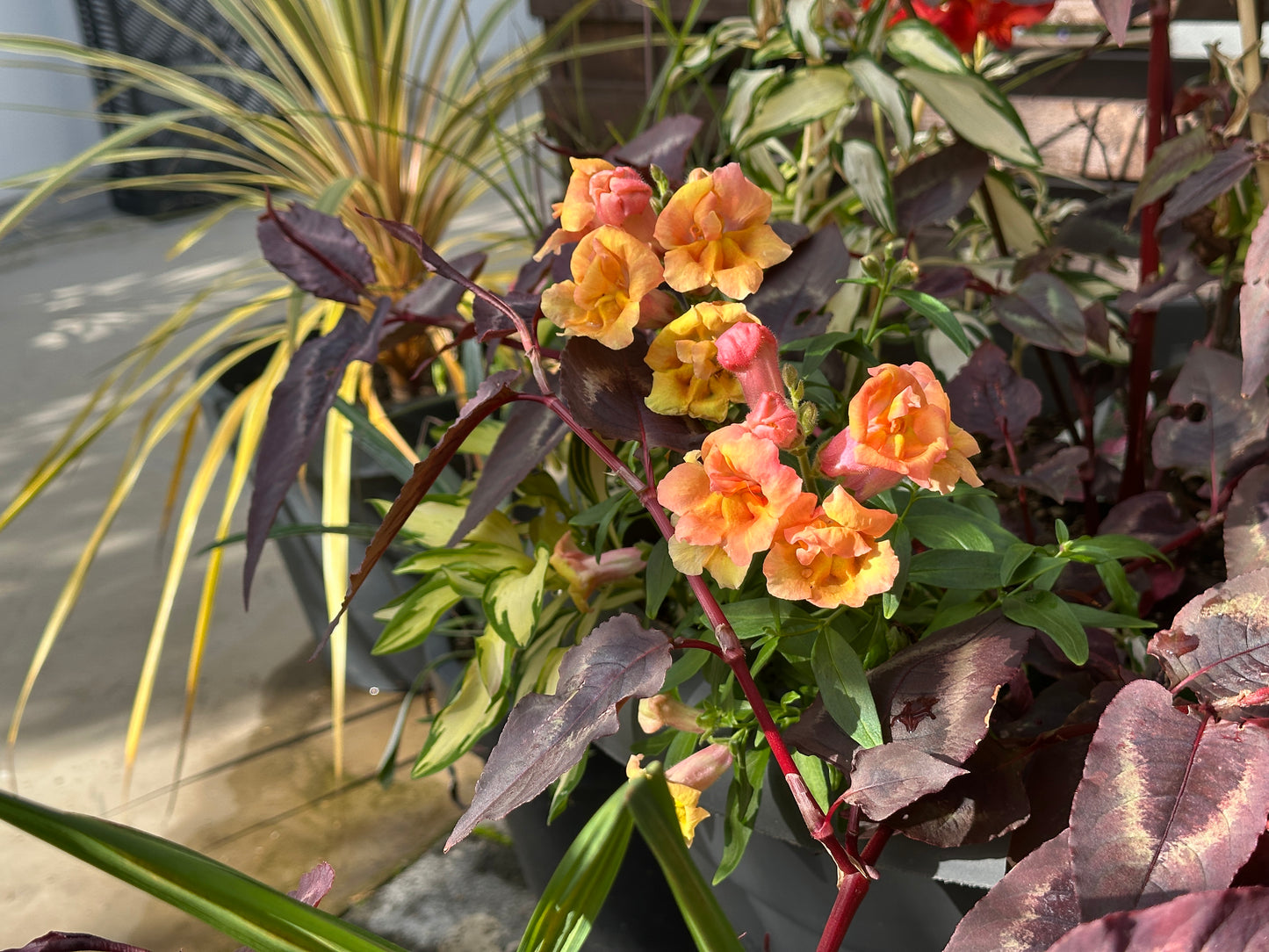 Antirrhinum 'Twinny F1 Double Bronze' - ljónsmunnur