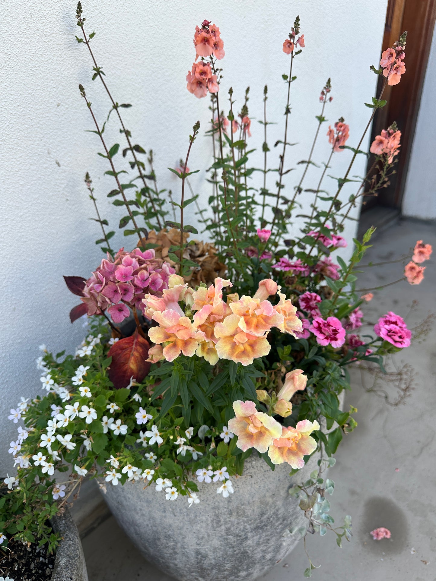 Antirrhinum 'Twinny F1 Double Peach' - ljónsmunnur