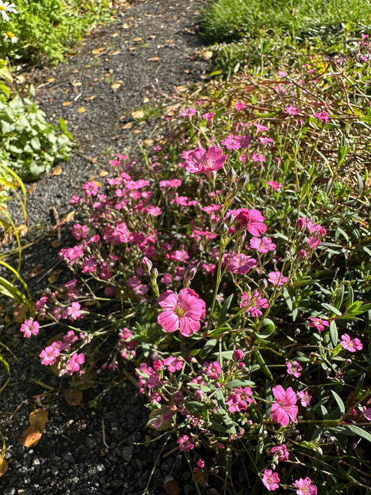 Gypsophila repens 'Rosea' - dvergaslæða