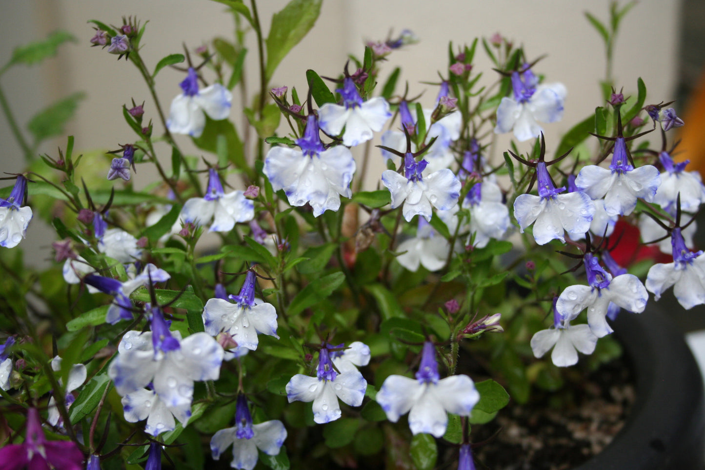 Lobelia 'Riviera Blue Splash' - brúðarauga