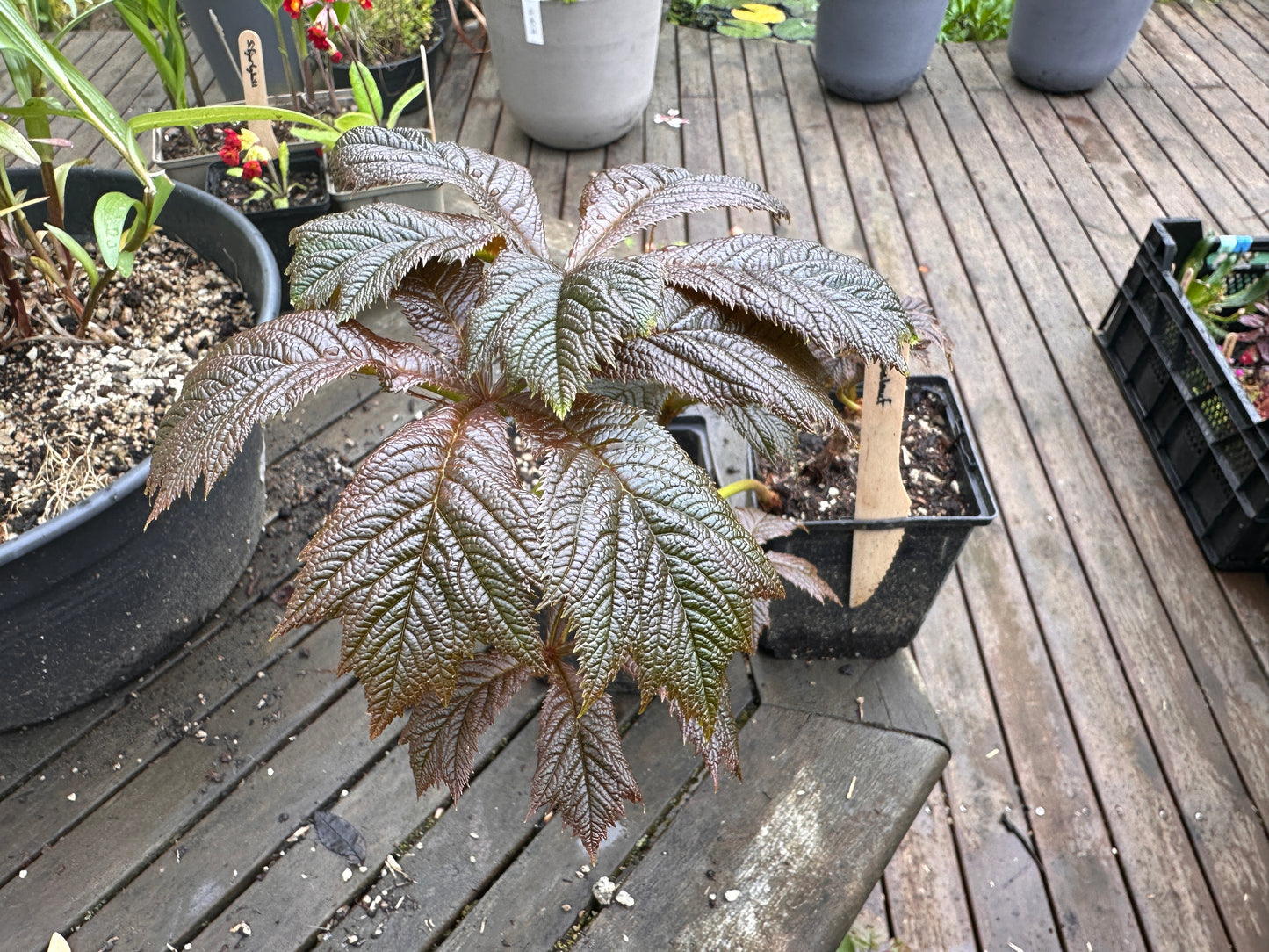 Rodgersia podophylla - bronslauf