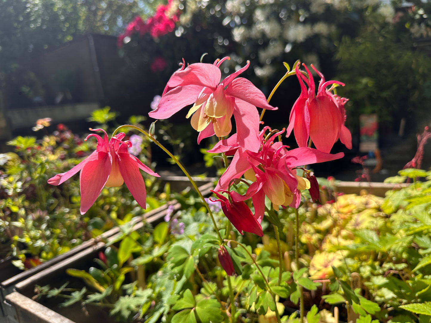Aquilegia 'Spring Magic Light Red Yellow' - garðavatnsberi