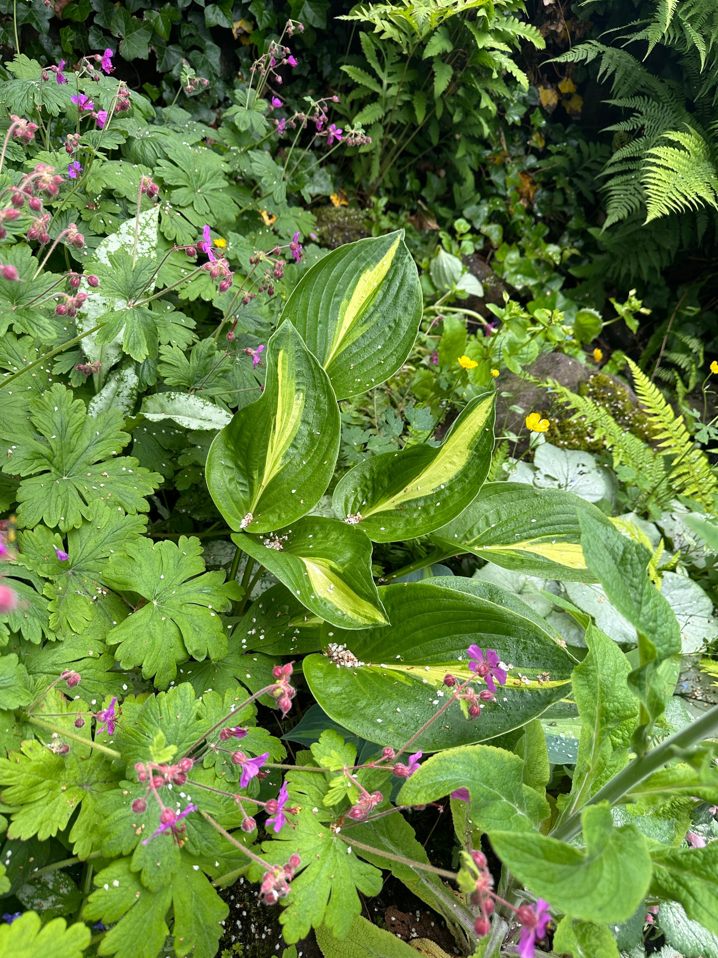 Hosta 'Broad Street' - brúska