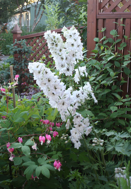 Delphinium 'Percival' - riddaraspori