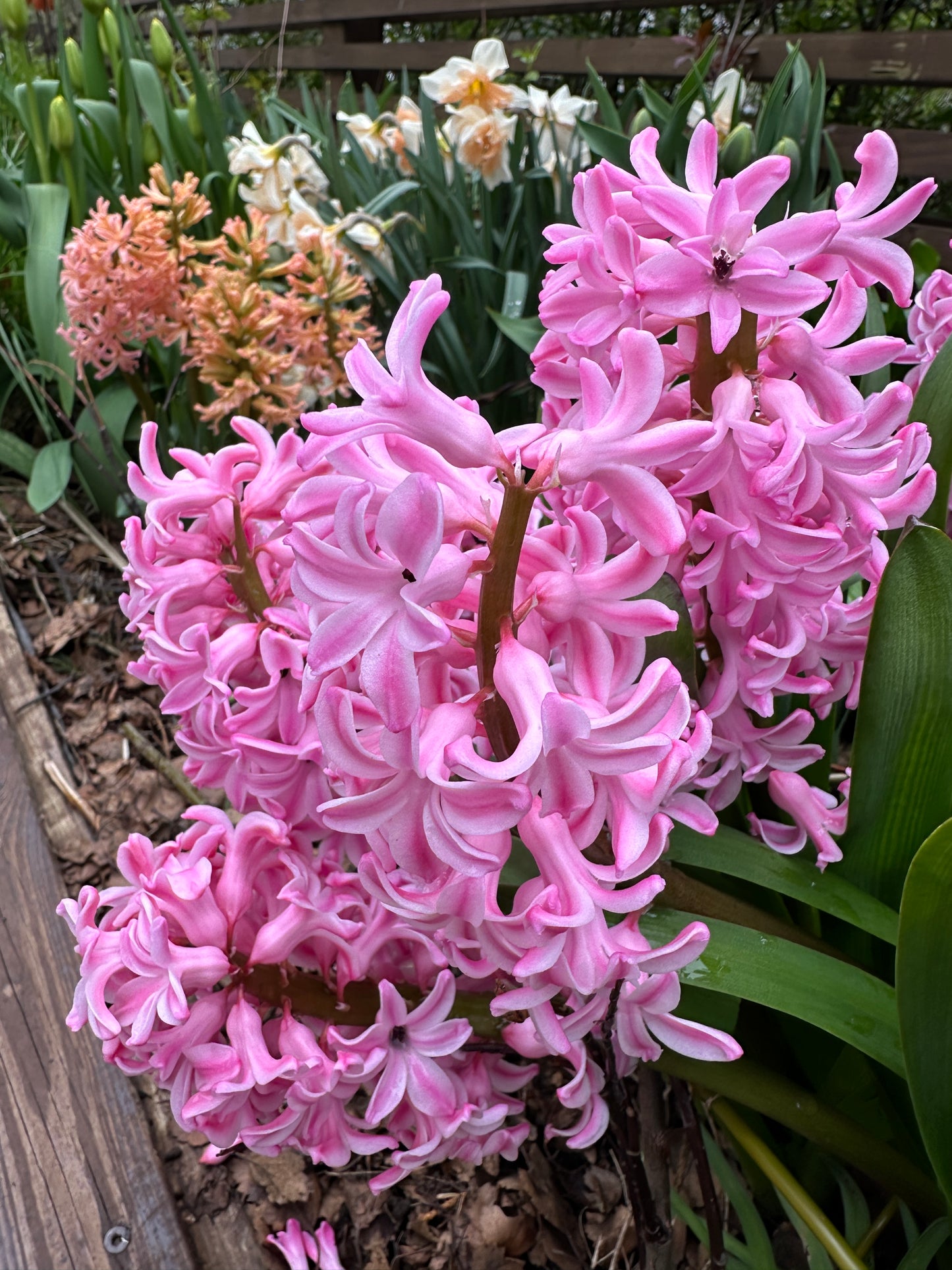 Hyacinthus 'Fondant' - goðalilja