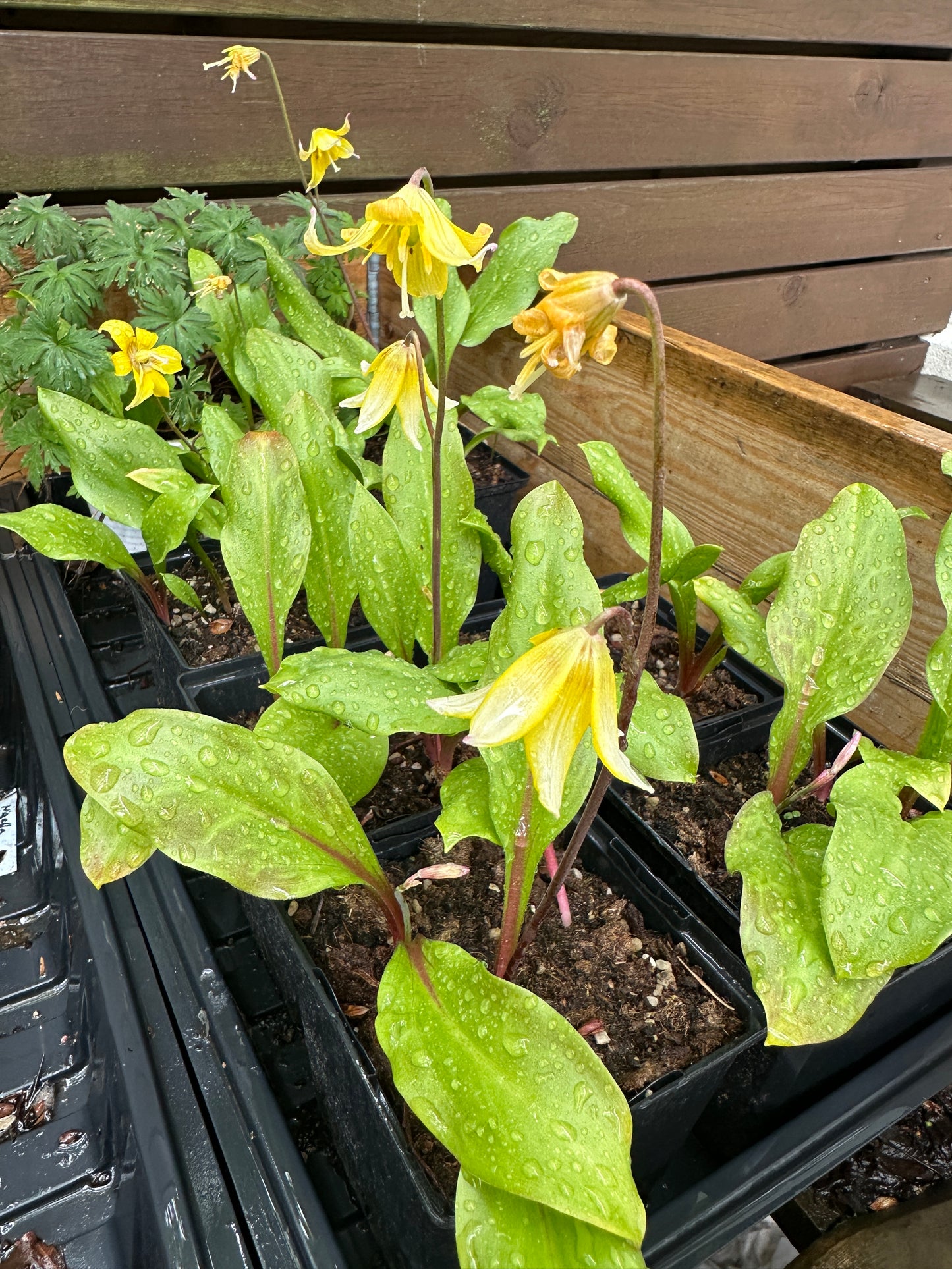 Erythronium 'Pagoda' - garðskógarlilja
