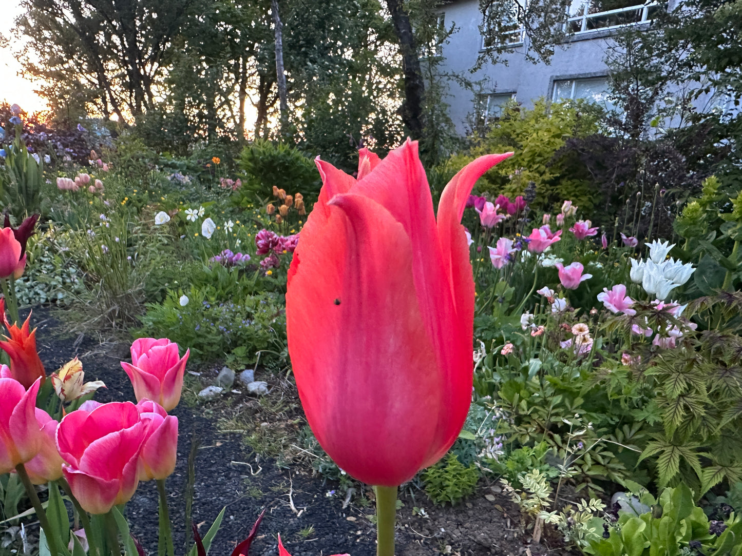 Tulipa 'Temple of Beauty' - túlipani