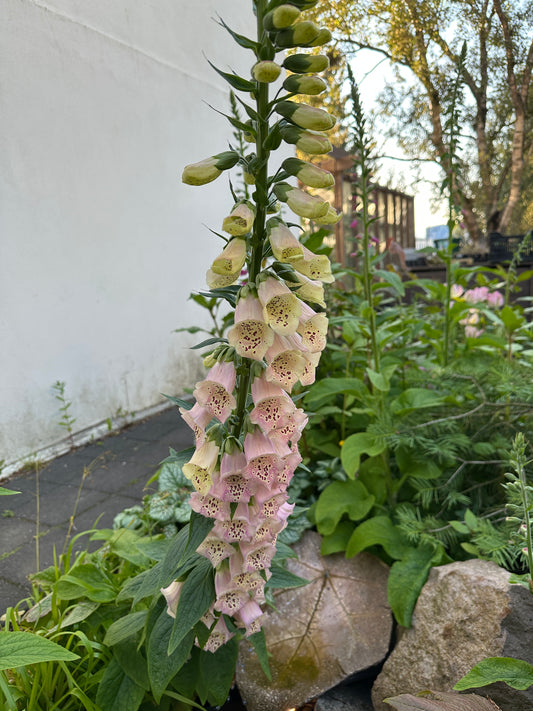 Digitalis purpurea, ljósgult/bleikt - fingurbjargarblóm