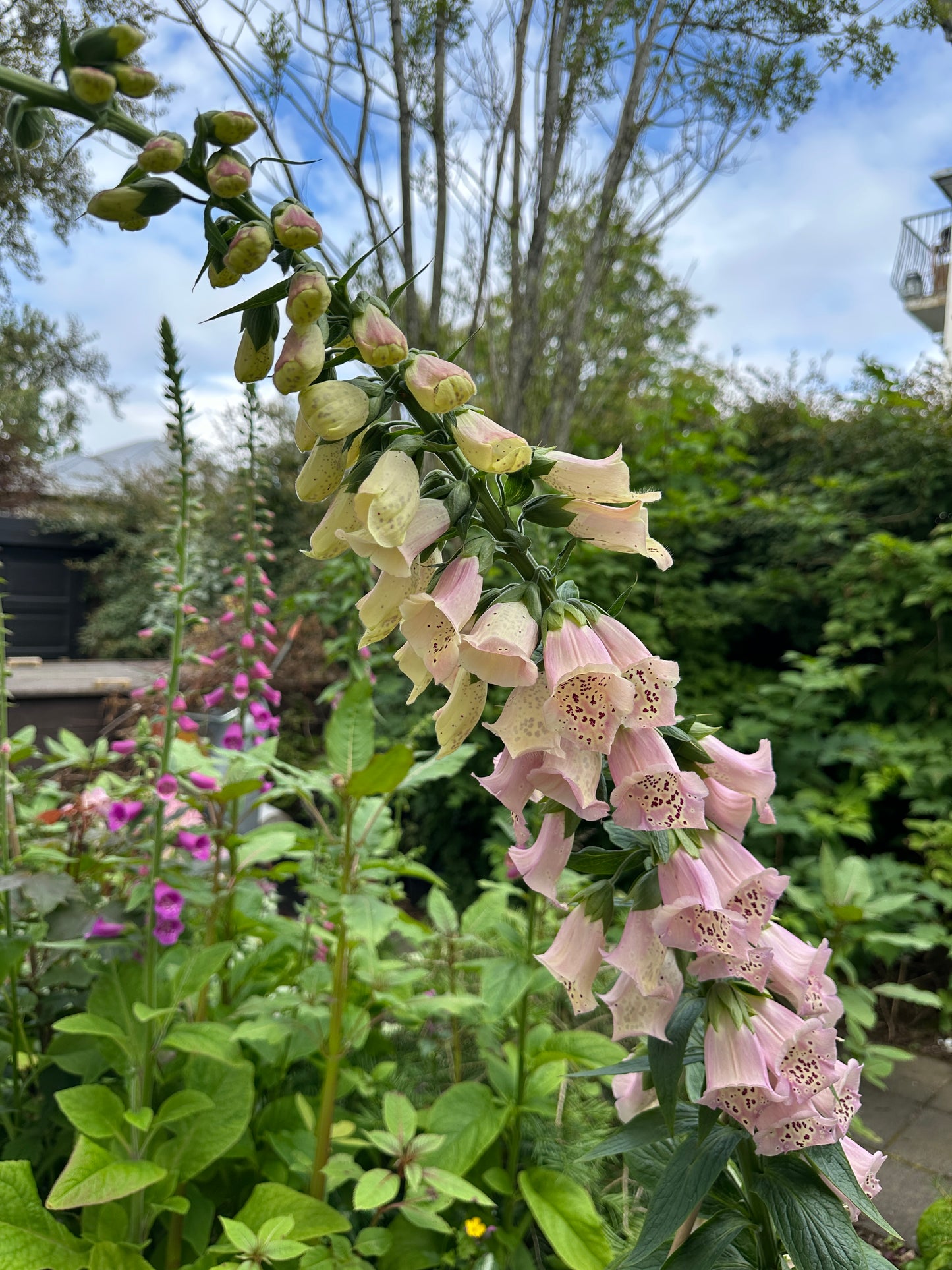 Digitalis purpurea, ljósgult/bleikt - fingurbjargarblóm