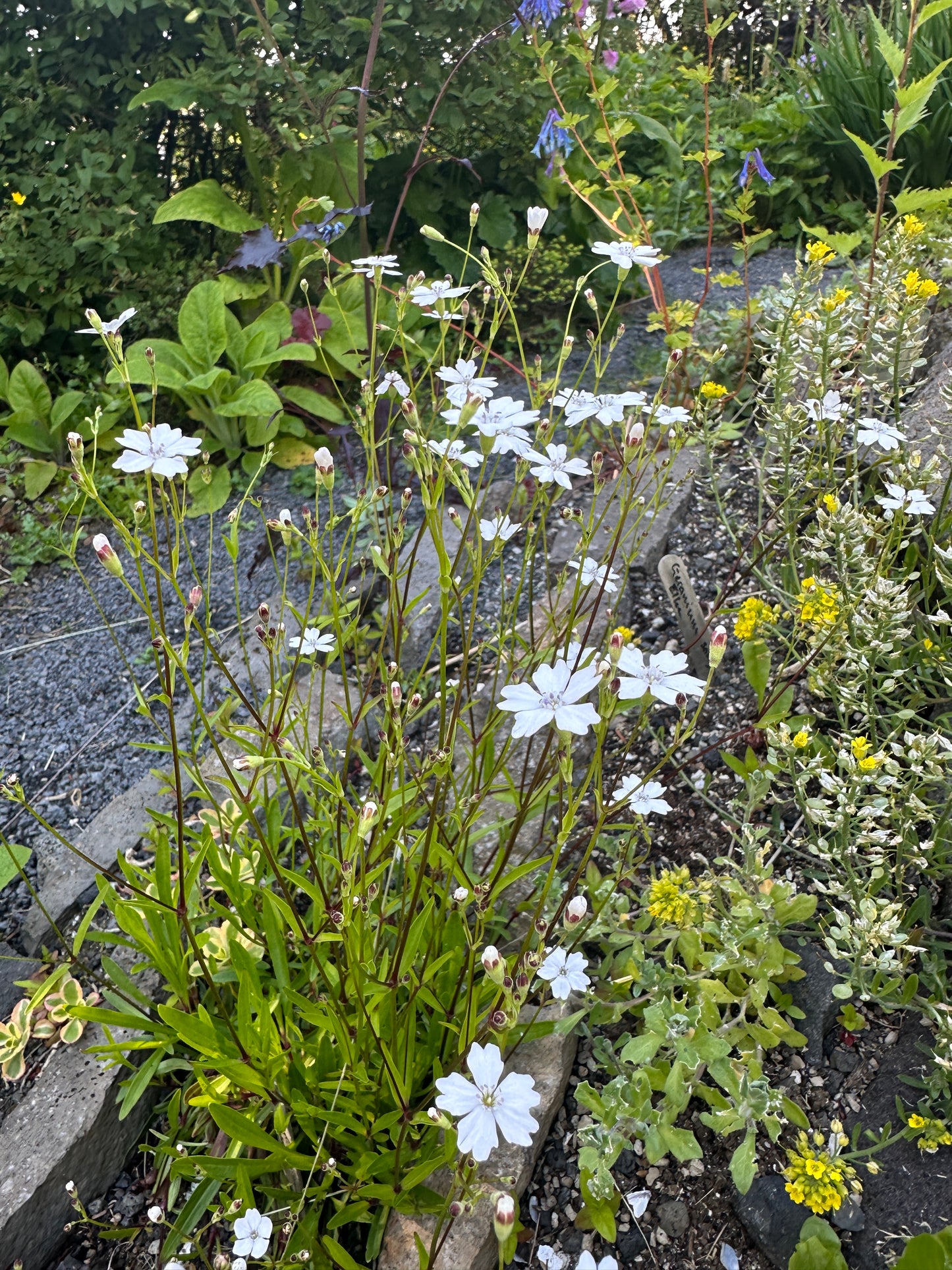 Silene alpestris - fjallaholurt