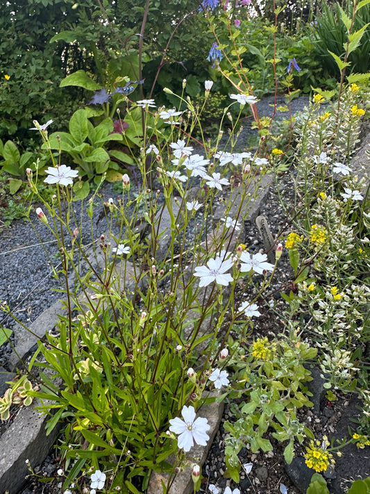 Silene alpestris - fjallaholurt