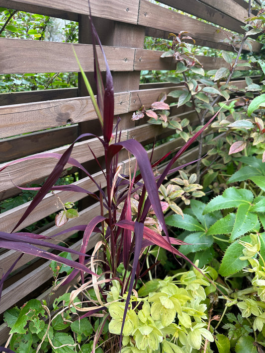 Setaria italica 'Red Jewel' - kólfhirsi