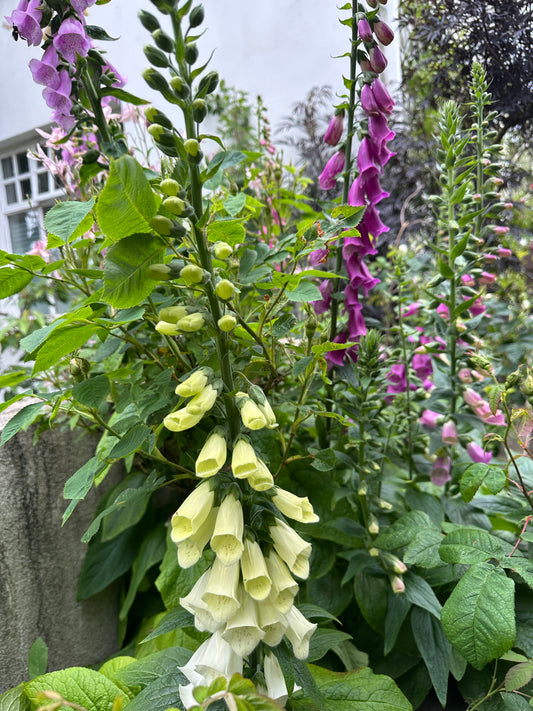 Digitalis purpurea, hvítt - fingurbjargarblóm